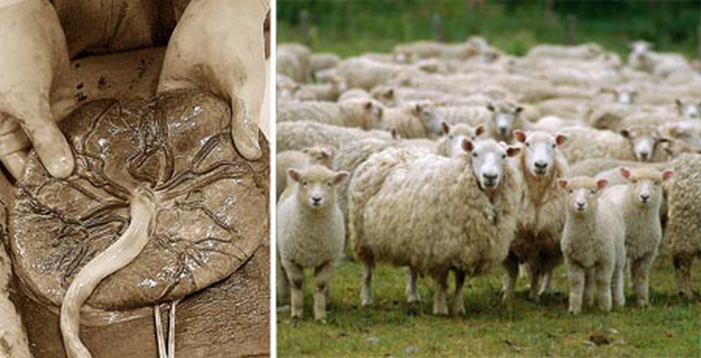 Tắm trắng nhau thai cừu - Tác dụng tuyệt vời của nhau thai cừu